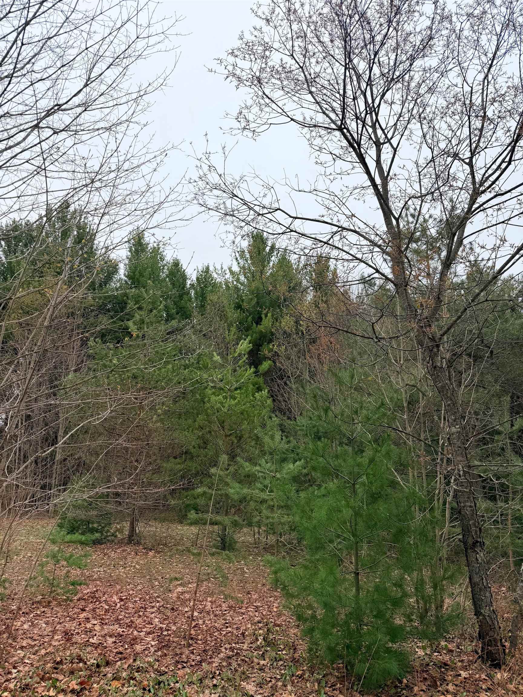 2 Woodland Trail, Unit PARCEL 2 Cedar, MI 49621 - Photo 16 of 19