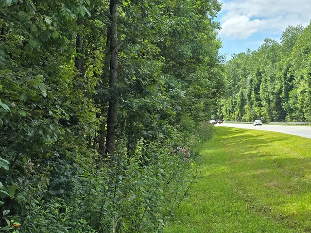 a view of a green field with plants