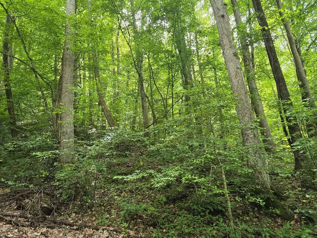 a view of a lush green forest
