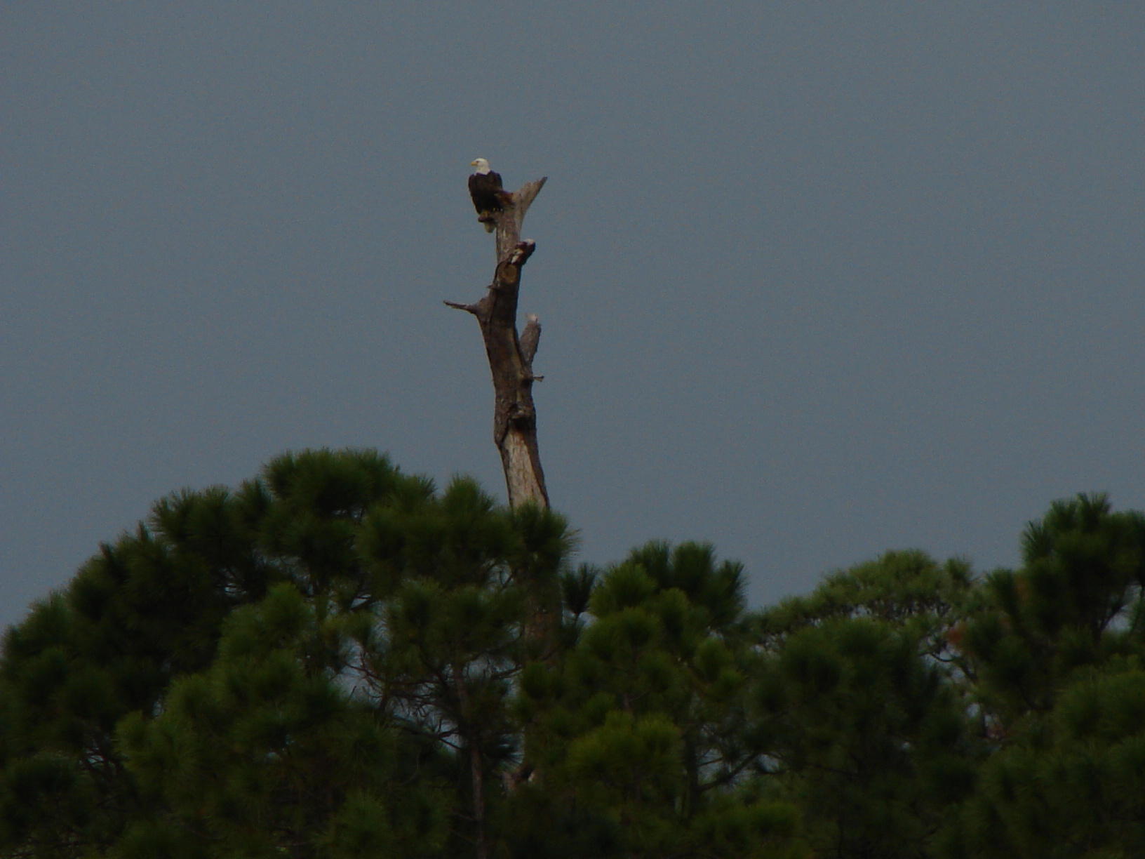 198 Botanica Drive Jupiter, FL 33458 - Photo 55 of 71 Bald Eagle at Botanica in Jupiter
