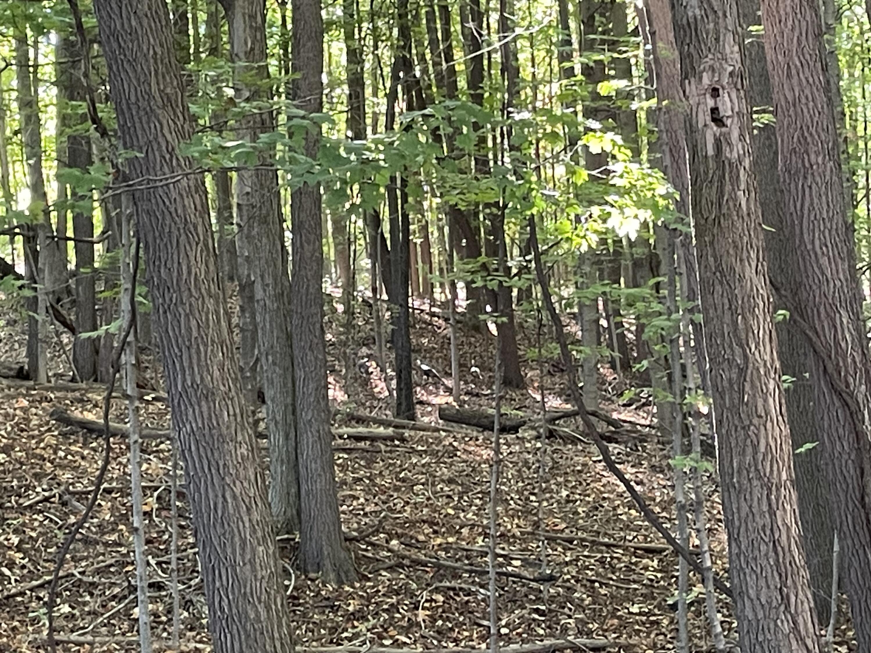 2195 20 Mile Road Northwest Kent City, MI 49330 - Photo 28 of 94 IMG_3496