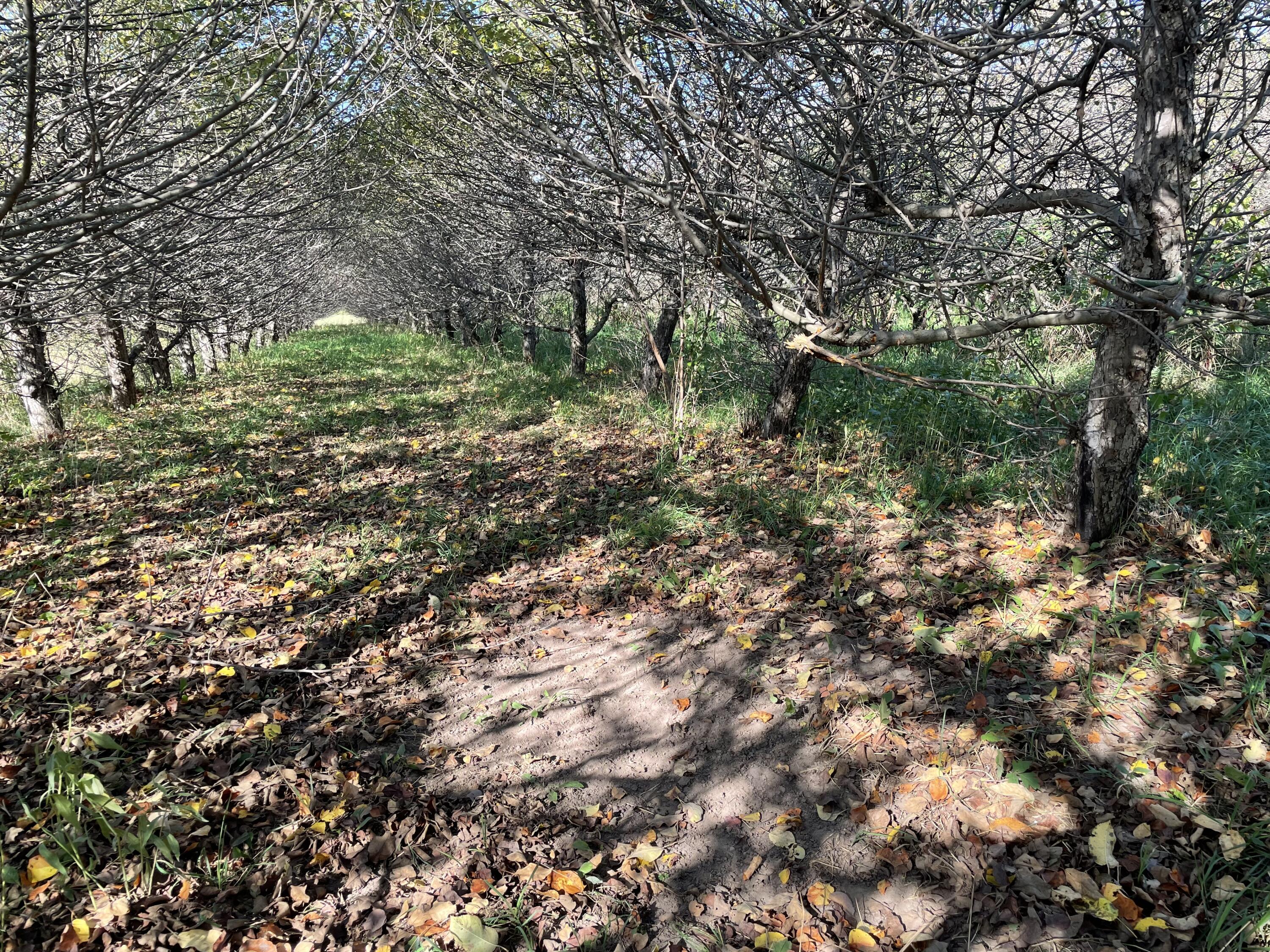 2195 20 Mile Road Northwest Kent City, MI 49330 - Photo 37 of 94 IMG_3508