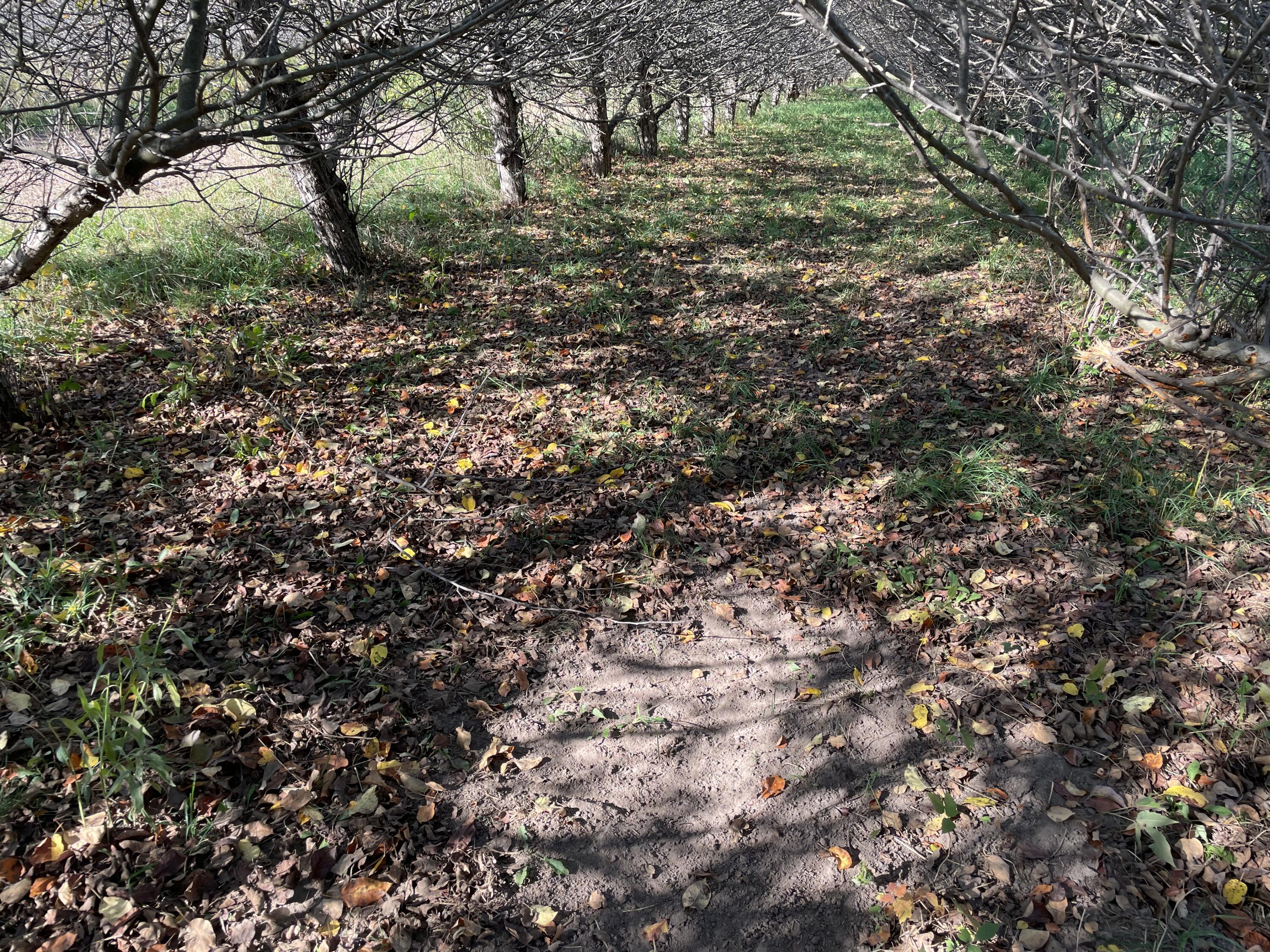 2195 20 Mile Road Northwest Kent City, MI 49330 - Photo 39 of 94 IMG_3510 2