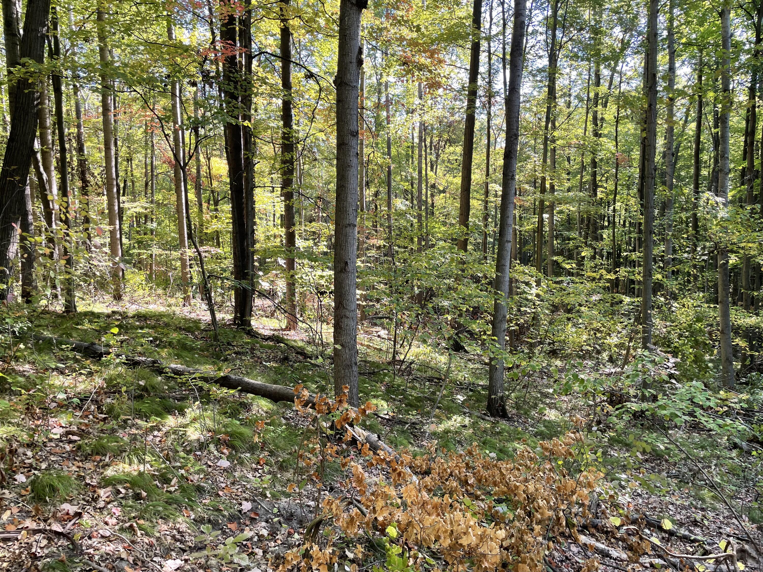 2195 20 Mile Road Northwest Kent City, MI 49330 - Photo 53 of 94 IMG_3525