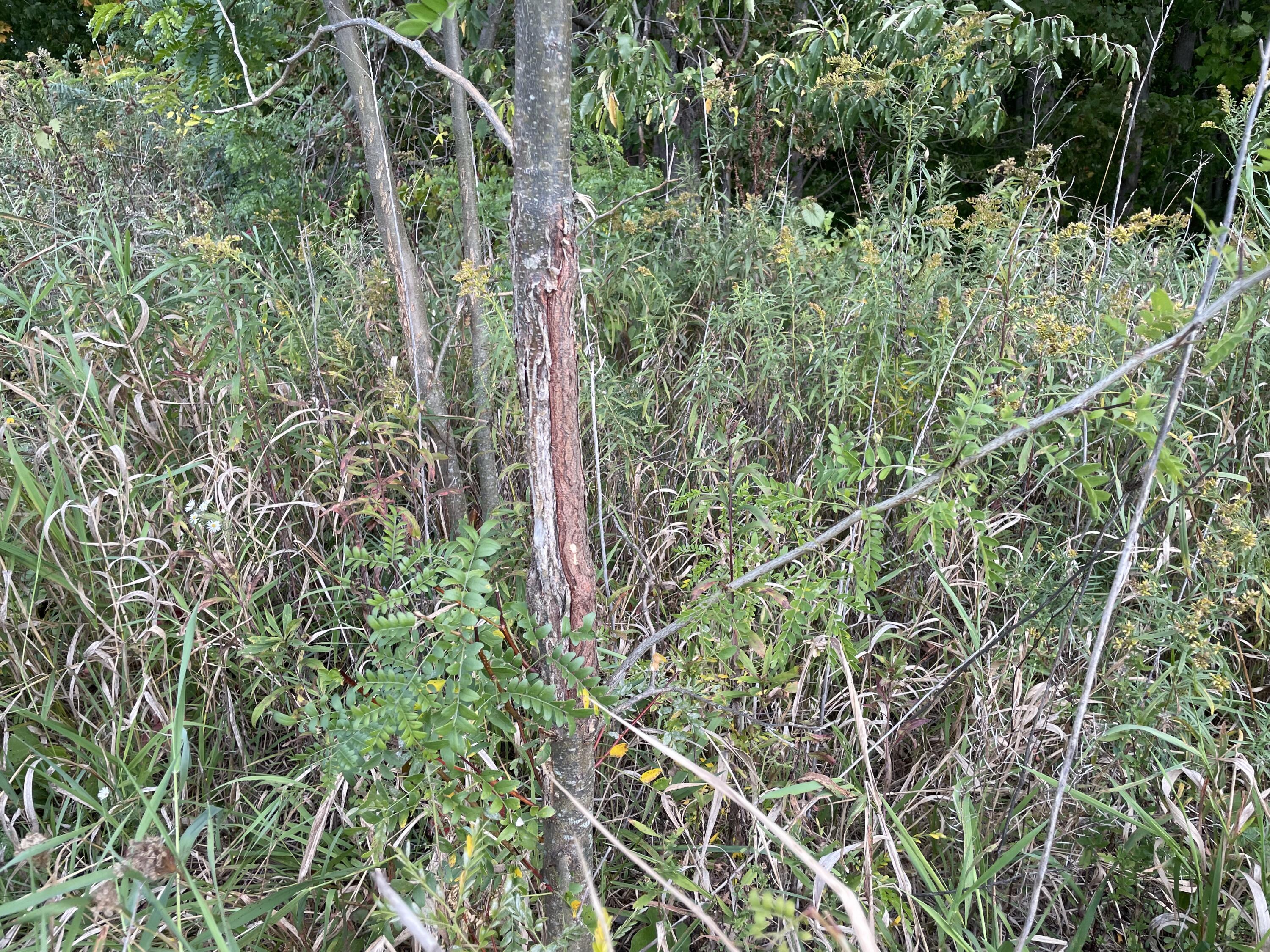 2195 20 Mile Road Northwest Kent City, MI 49330 - Photo 66 of 94 IMG_3540