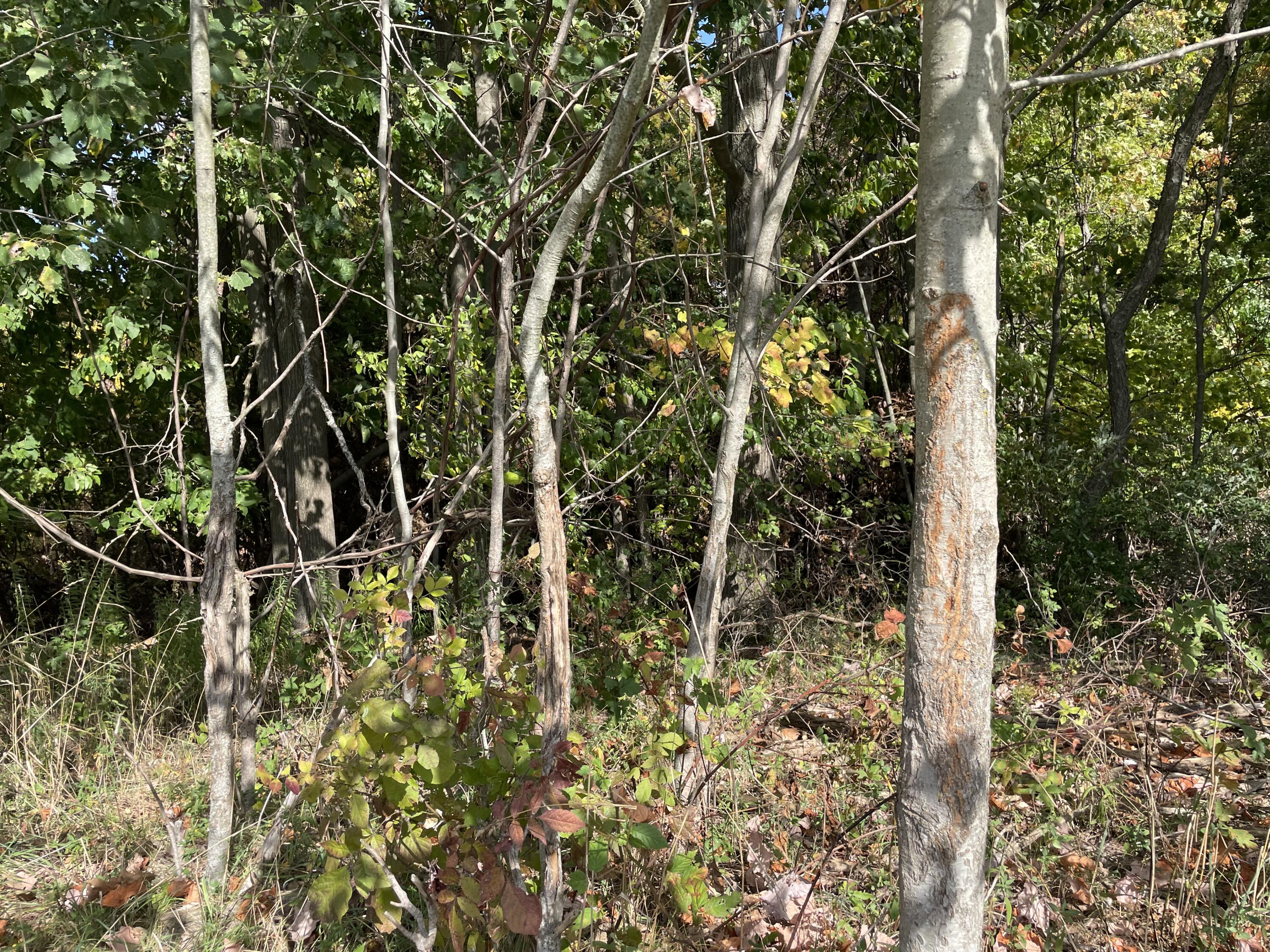 2195 20 Mile Road Northwest Kent City, MI 49330 - Photo 69 of 94 IMG_3543