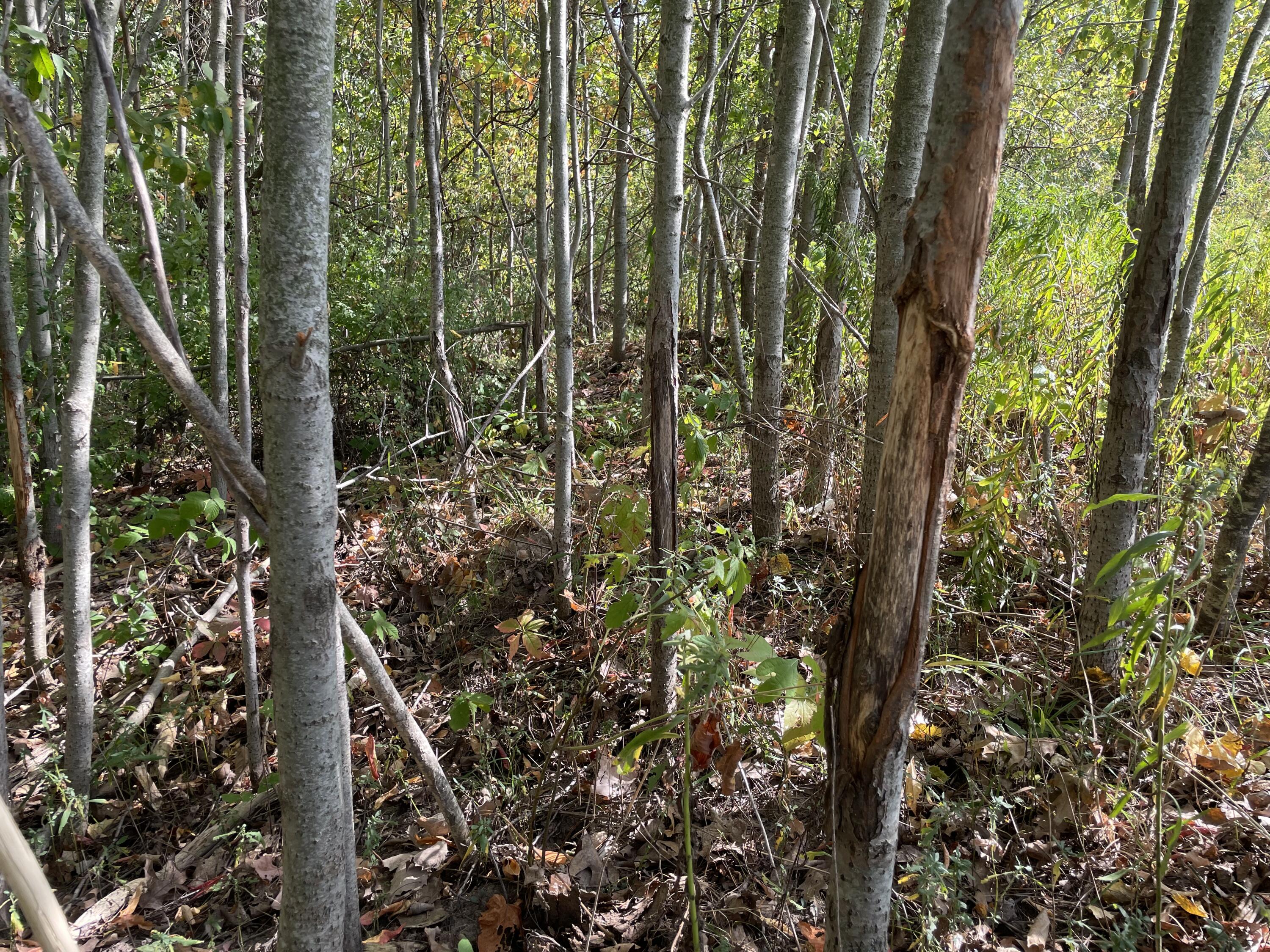 2195 20 Mile Road Northwest Kent City, MI 49330 - Photo 70 of 94 IMG_3544