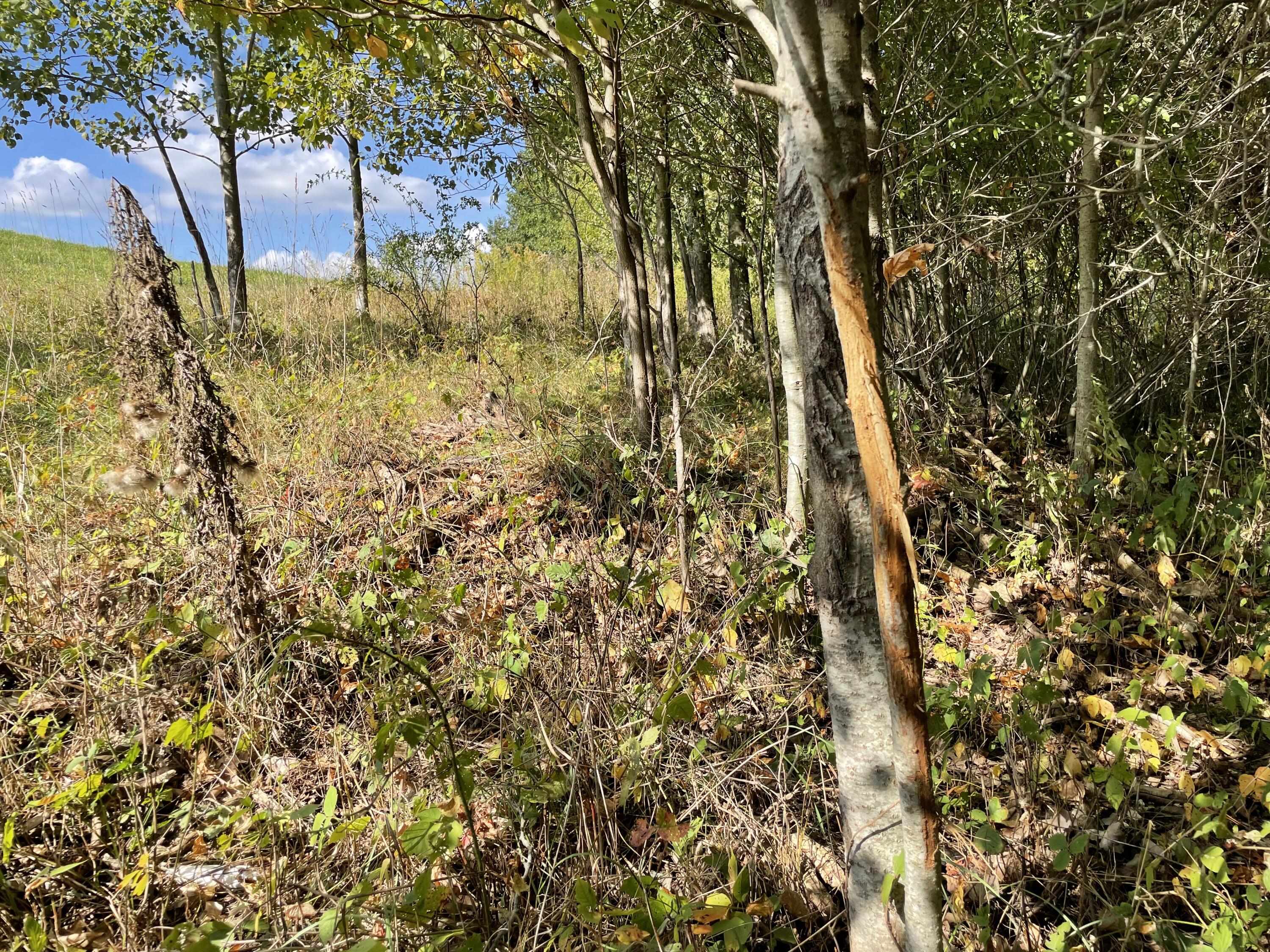 2195 20 Mile Road Northwest Kent City, MI 49330 - Photo 72 of 94 IMG_3546