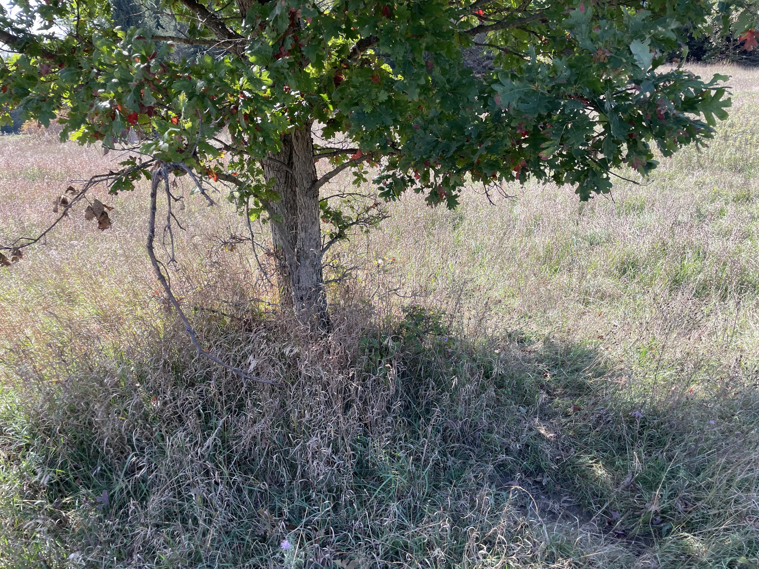 2195 20 Mile Road Northwest Kent City, MI 49330 - Photo 79 of 94 IMG_3554