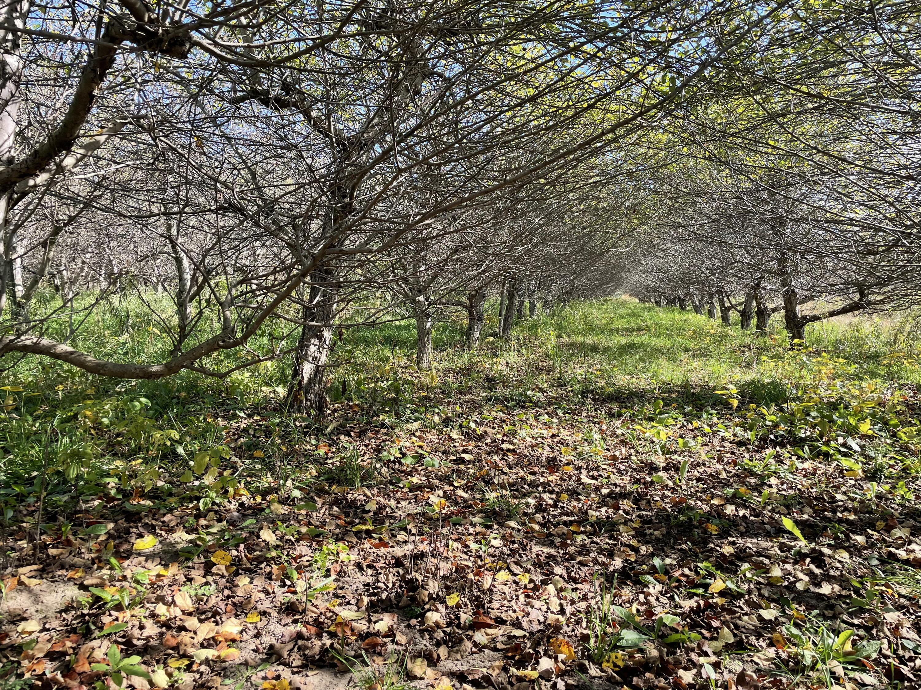 2195 20 Mile Road Northwest Kent City, MI 49330 - Photo 84 of 94 IMG_3559