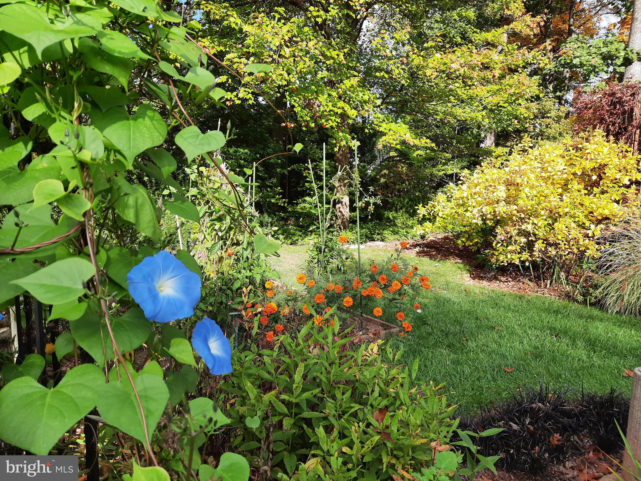 13221 Shady Ridge Lane Fairfax, VA 22033 - Photo 47 of 62 Yard View
