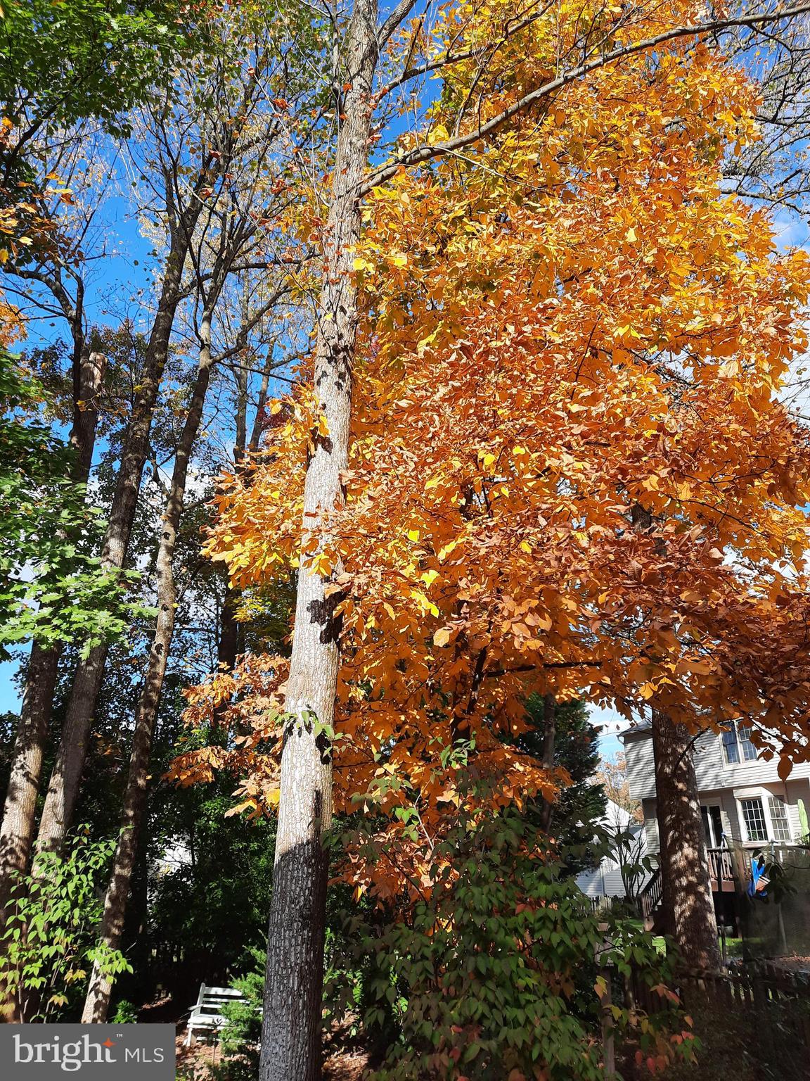 13221 Shady Ridge Lane Fairfax, VA 22033 - Photo 49 of 62 Mature Trees