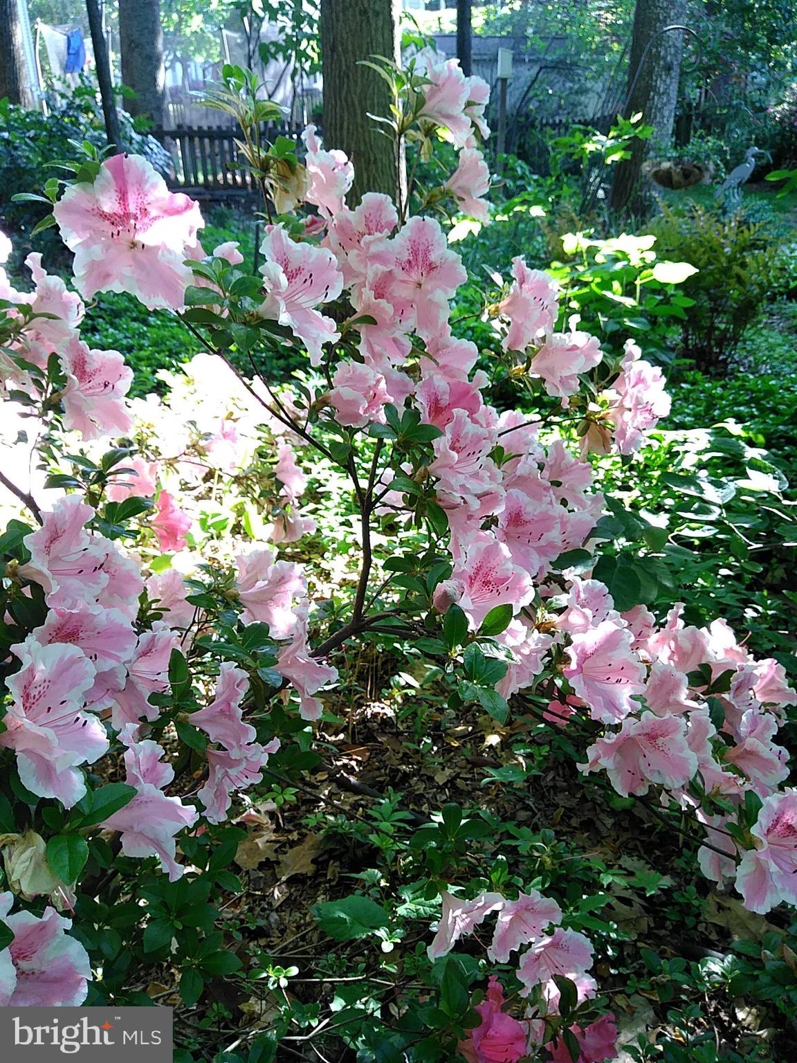 13221 Shady Ridge Lane Fairfax, VA 22033 - Photo 54 of 62 Gorgeous Flowers