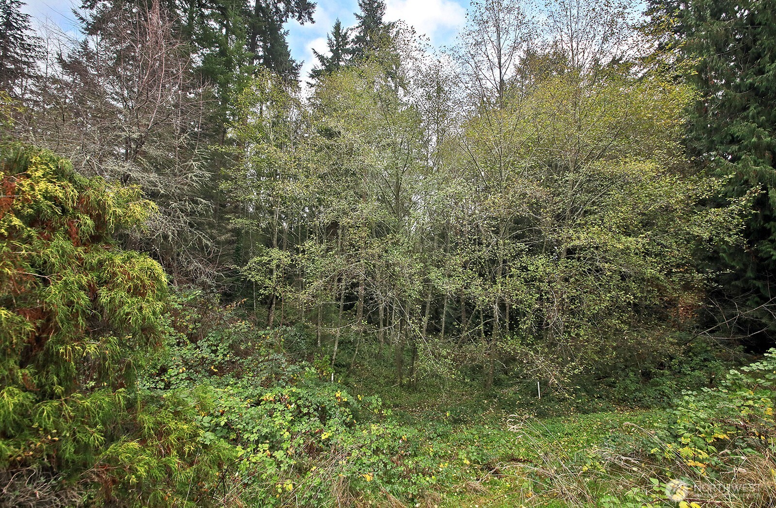4369 Shadowood Drive Clinton, WA 98236 - Photo 9 of 37 a view of a forest with lots of trees