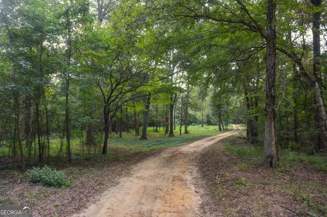 a view of a forest with trees