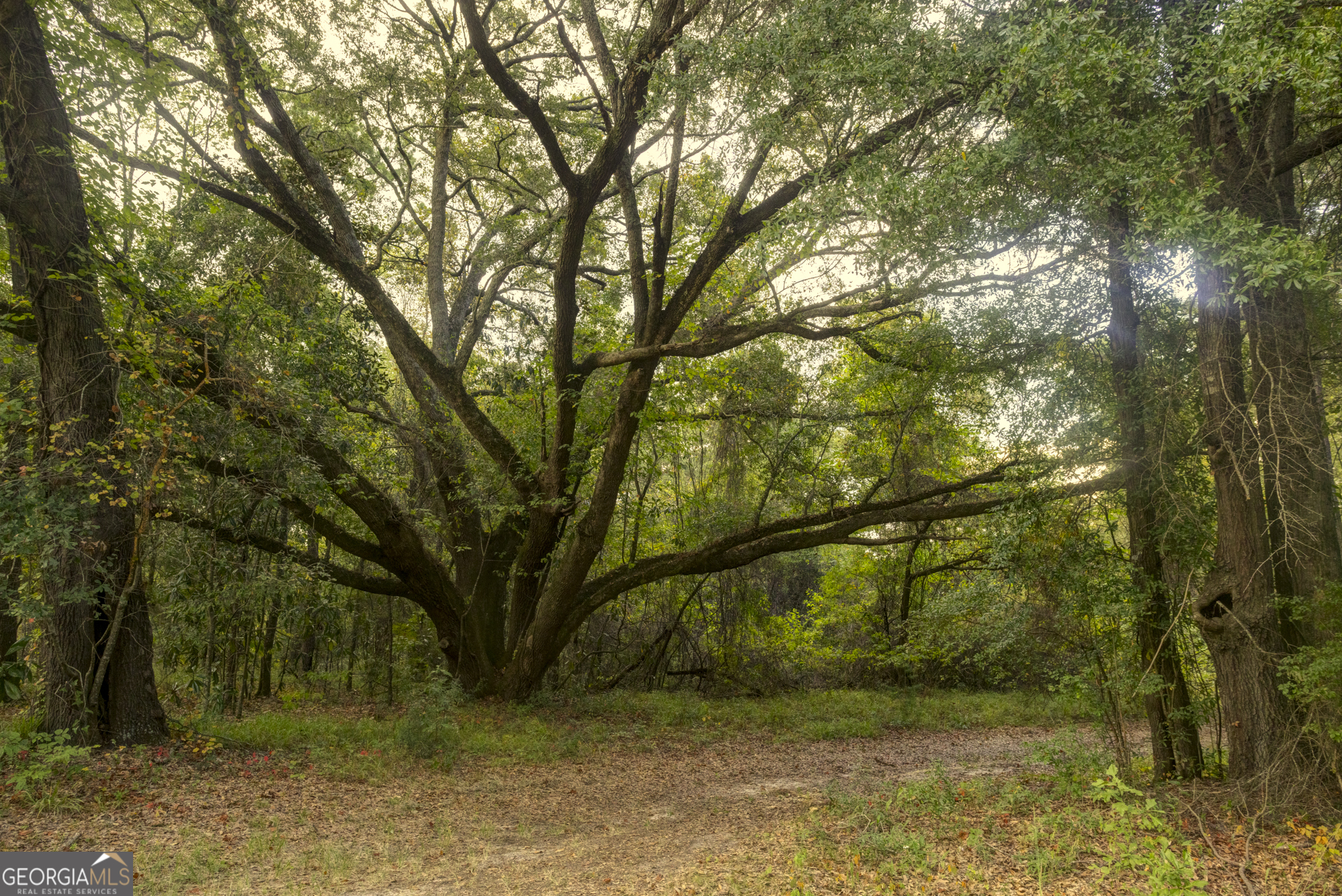 31 Highway 41 Morgan, GA 39866 - Photo 13 of 15