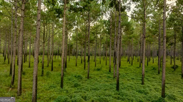 a backyard of a forest