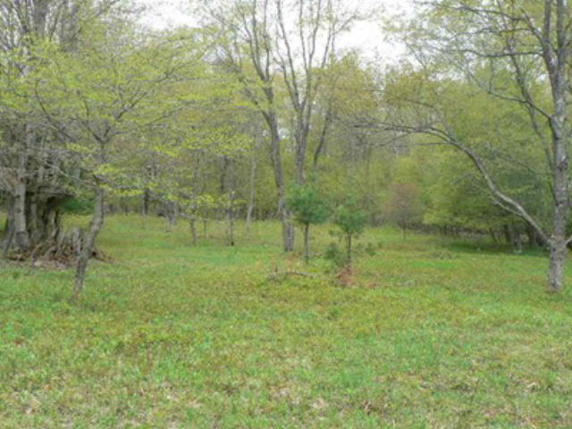 707104 Butter Creek Road Shinglehouse, PA 16748 - Photo 1 of 1 Gallery Image 1