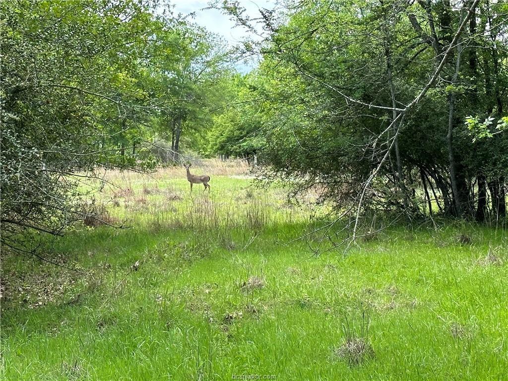 0 Hickory Loop Thornton, TX 76687 - Photo 4 of 8 View of wooded area