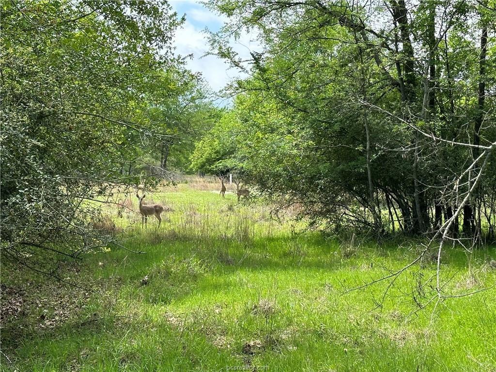 0 Hickory Loop Thornton, TX 76687 - Photo 5 of 8 View of undeveloped land