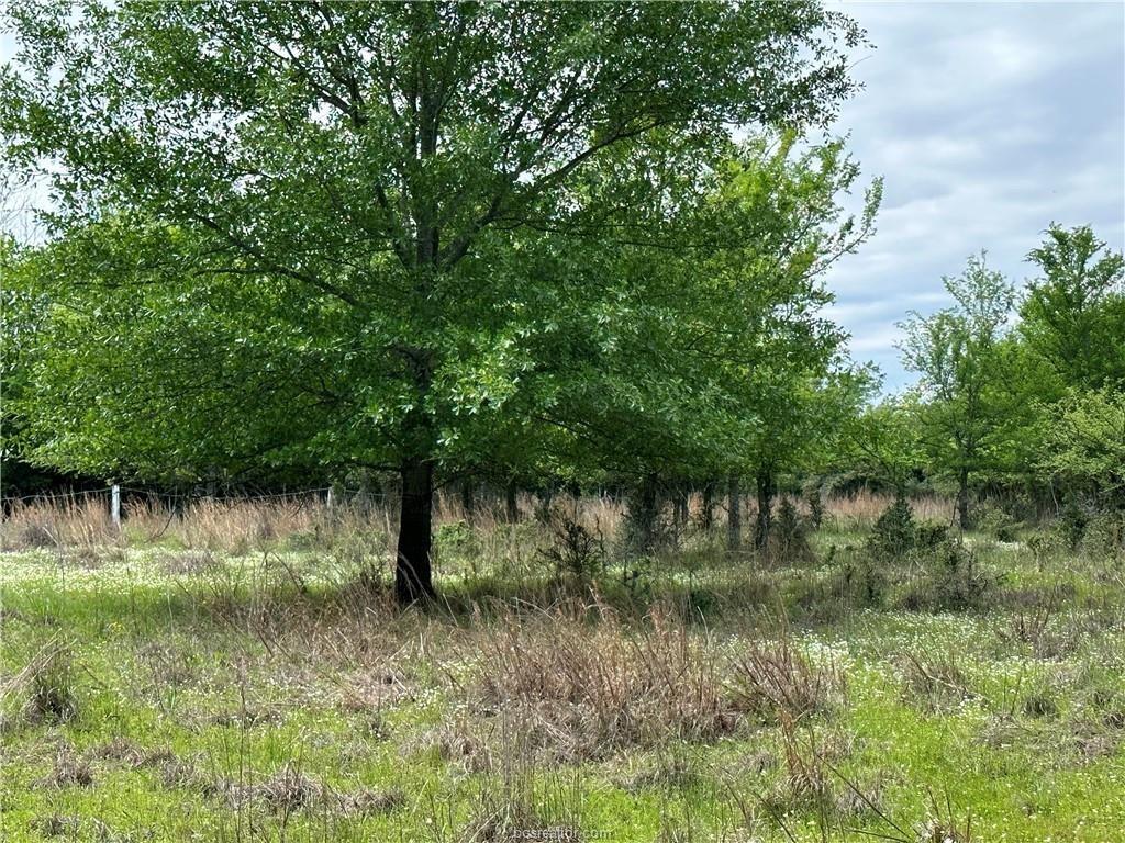 0 Hickory Loop Thornton, TX 76687 - Photo 6 of 8 View of nature