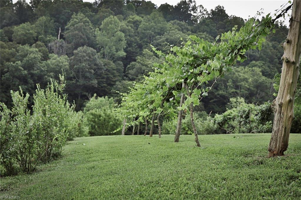 44 Nelson Loop Spencer, VA 24165 - Photo 39 of 50 Grapevines