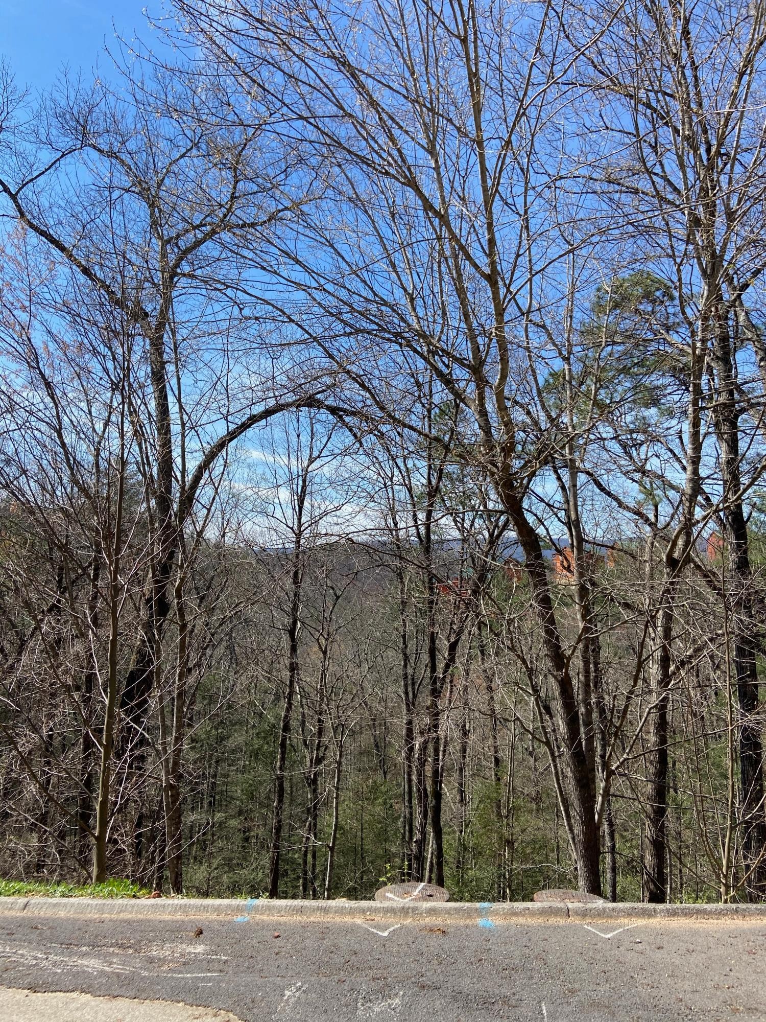 74 Smoky Ridge Way Sevierville, TN 37862 - Photo 2 of 12 a backyard of a house with lots of green space