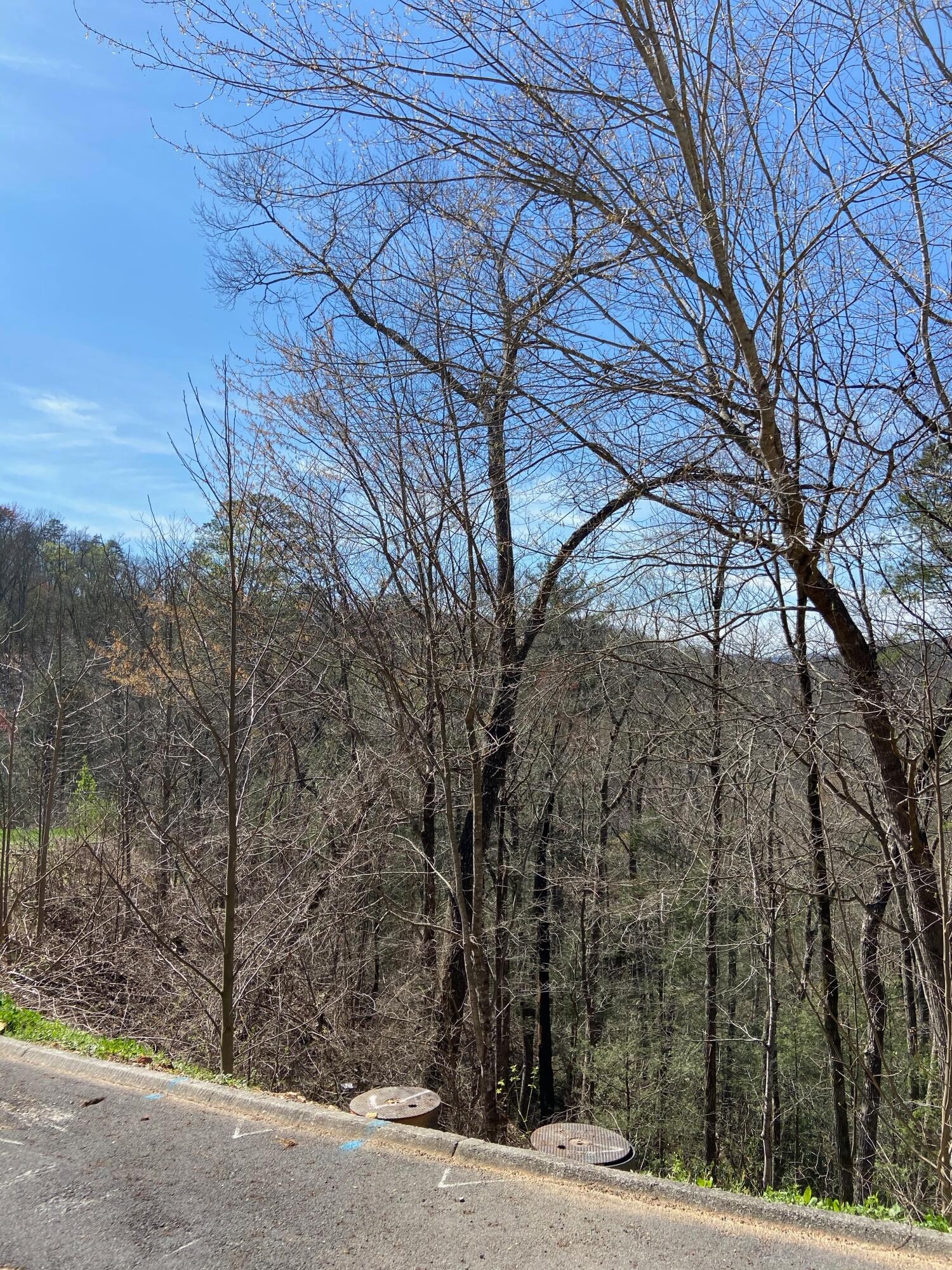 74 Smoky Ridge Way Sevierville, TN 37862 - Photo 3 of 12 a street view with large trees