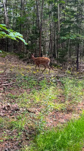 $499,900 | 1218 Upper Dobsis Road, Lakeville, ME 04487