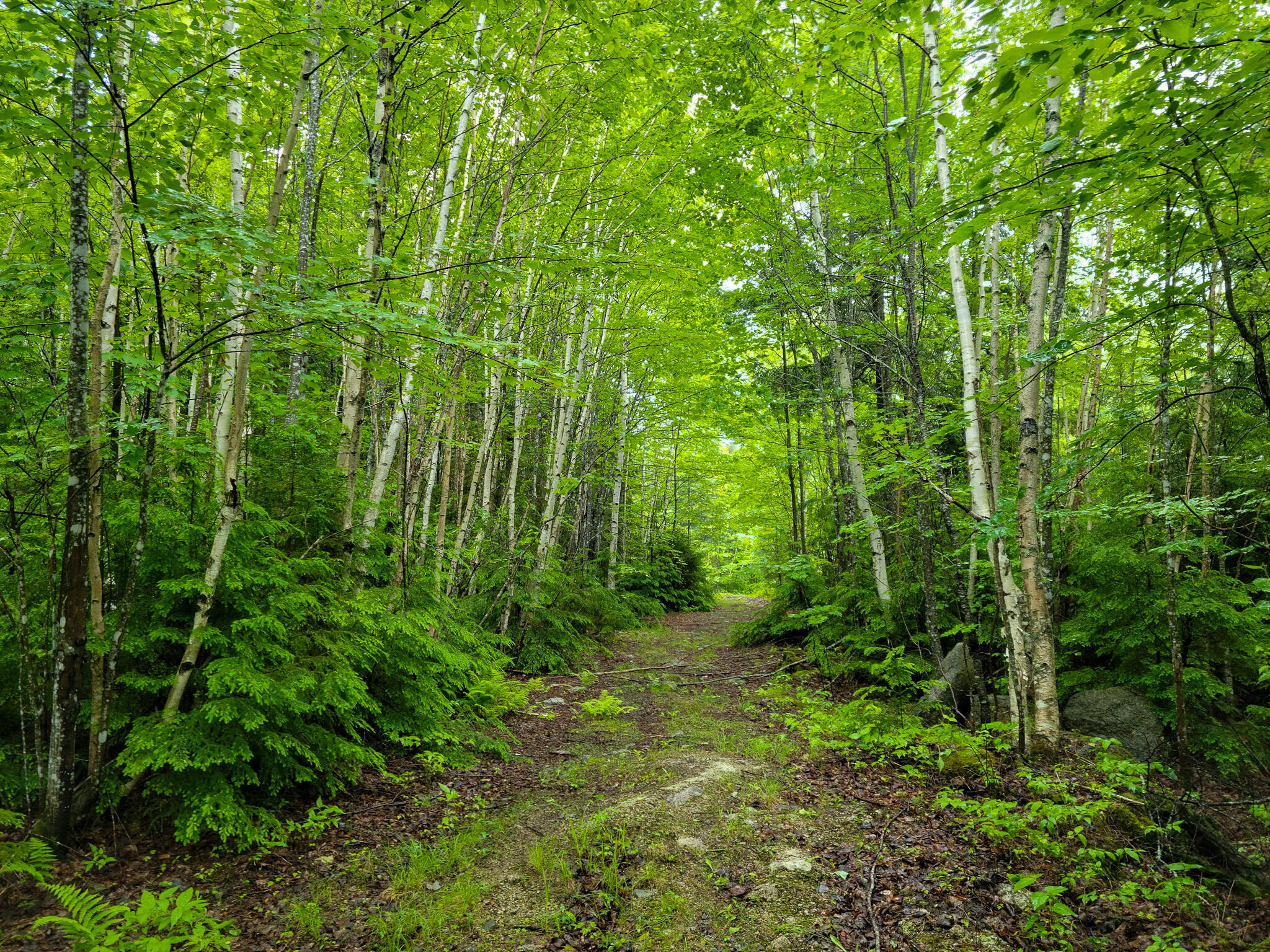 1218 Upper Dobsis Road Lakeville, ME 04487 - Photo 8 of 36 20220619_112712