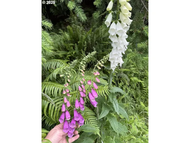 a picture of flowers