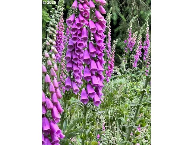 a picture of flowers