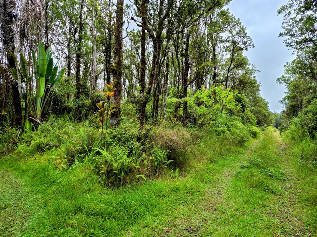 a view of a lush green forest