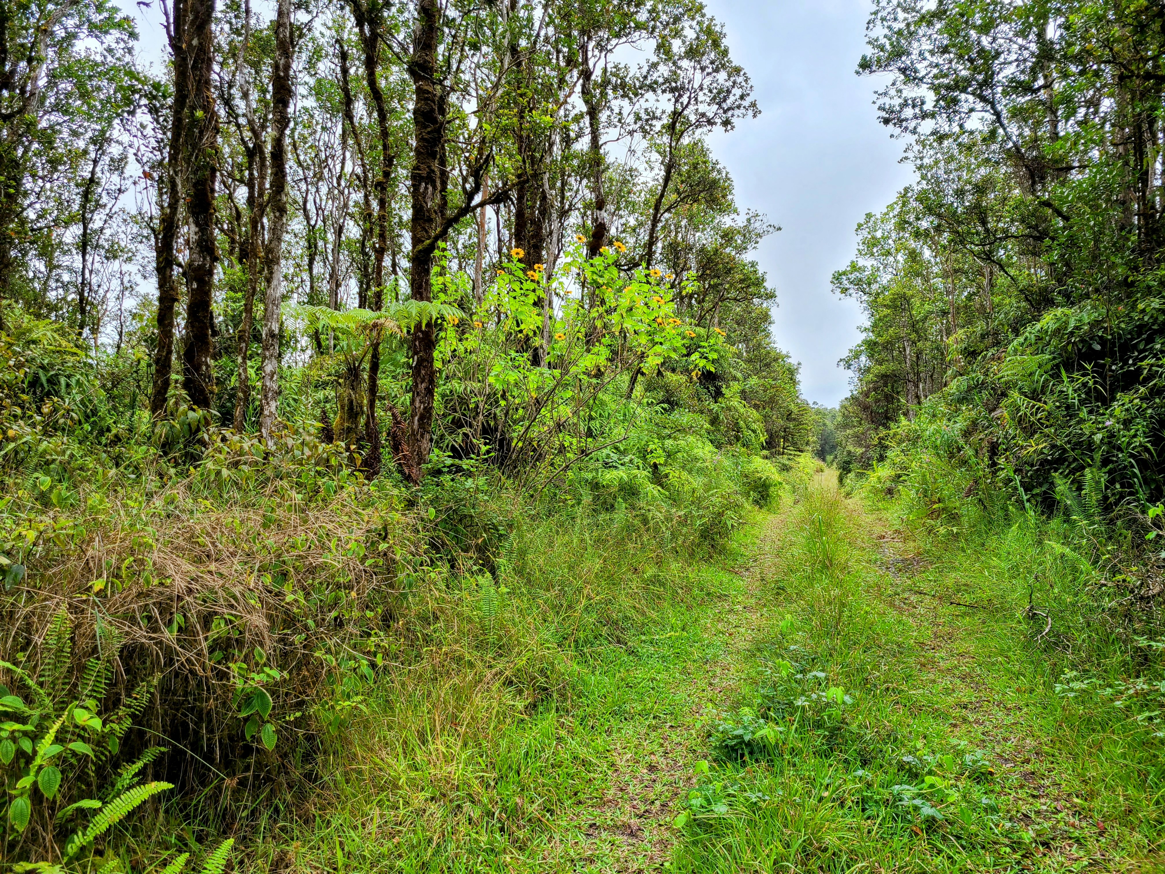 53 Ala Naulani Road Pahoa, HI 96778 - Photo 2 of 8 a view of a forest