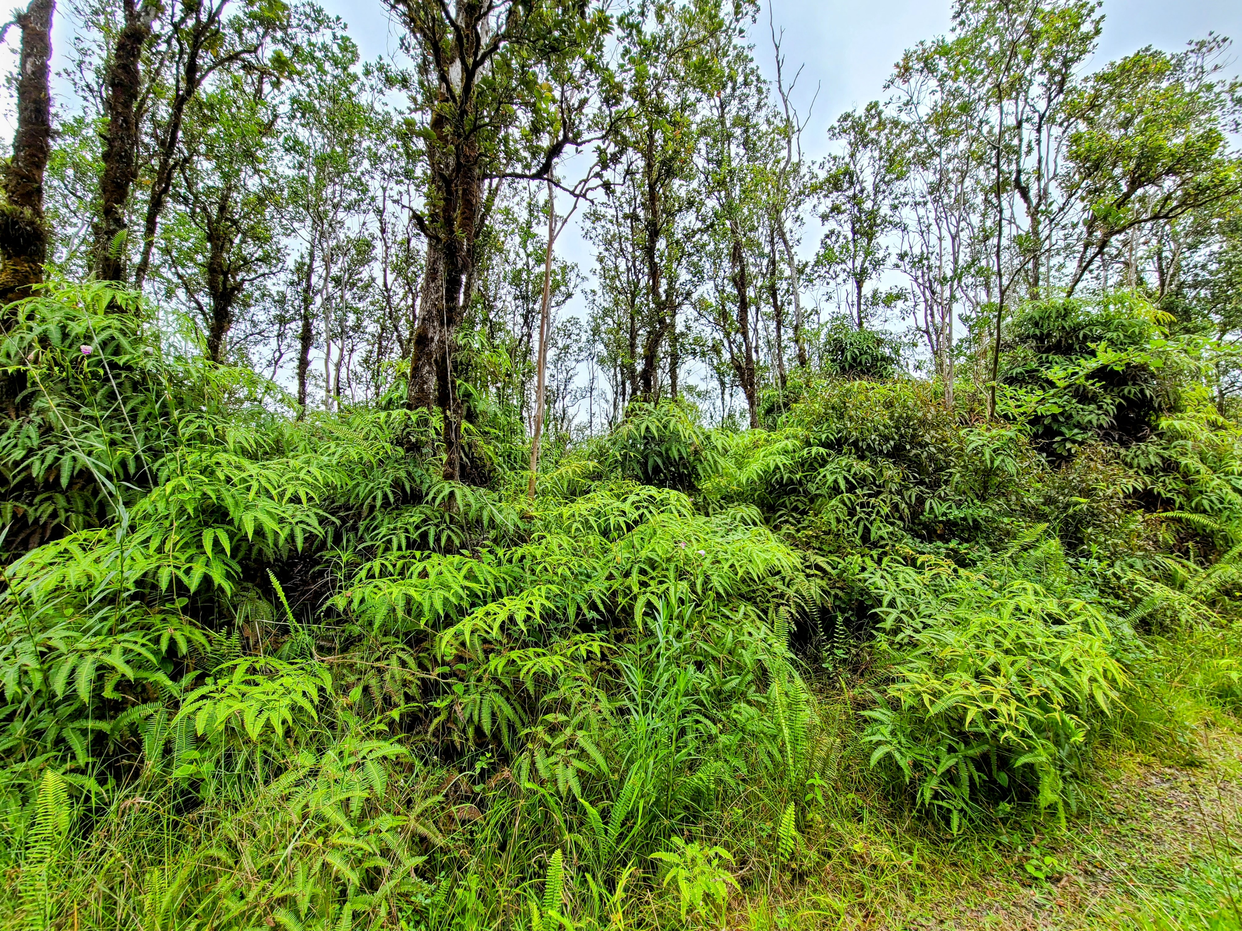 53 Ala Naulani Road Pahoa, HI 96778 - Photo 3 of 8 view of a lush green forest with lots of trees