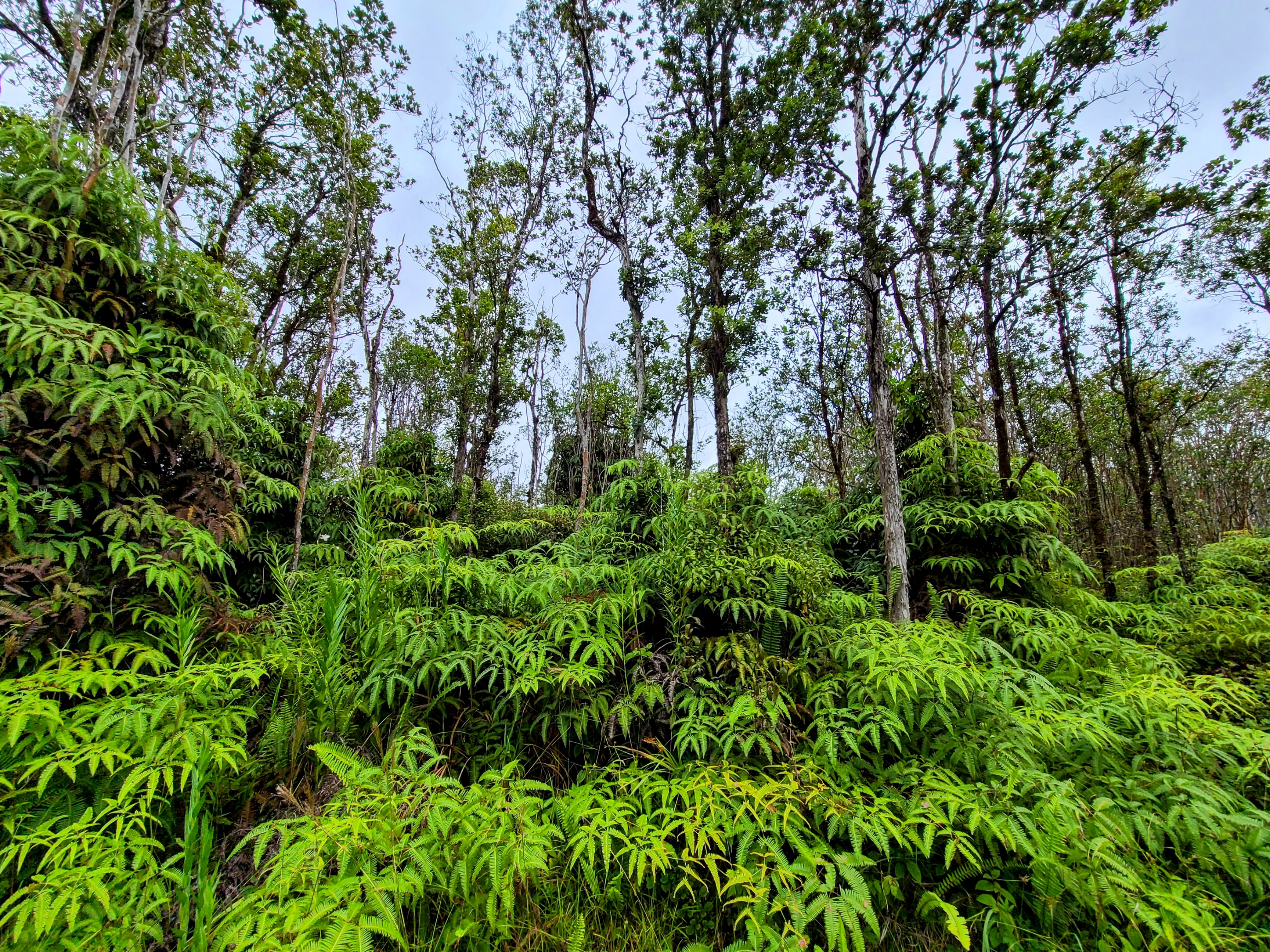 53 Ala Naulani Road Pahoa, HI 96778 - Photo 4 of 8