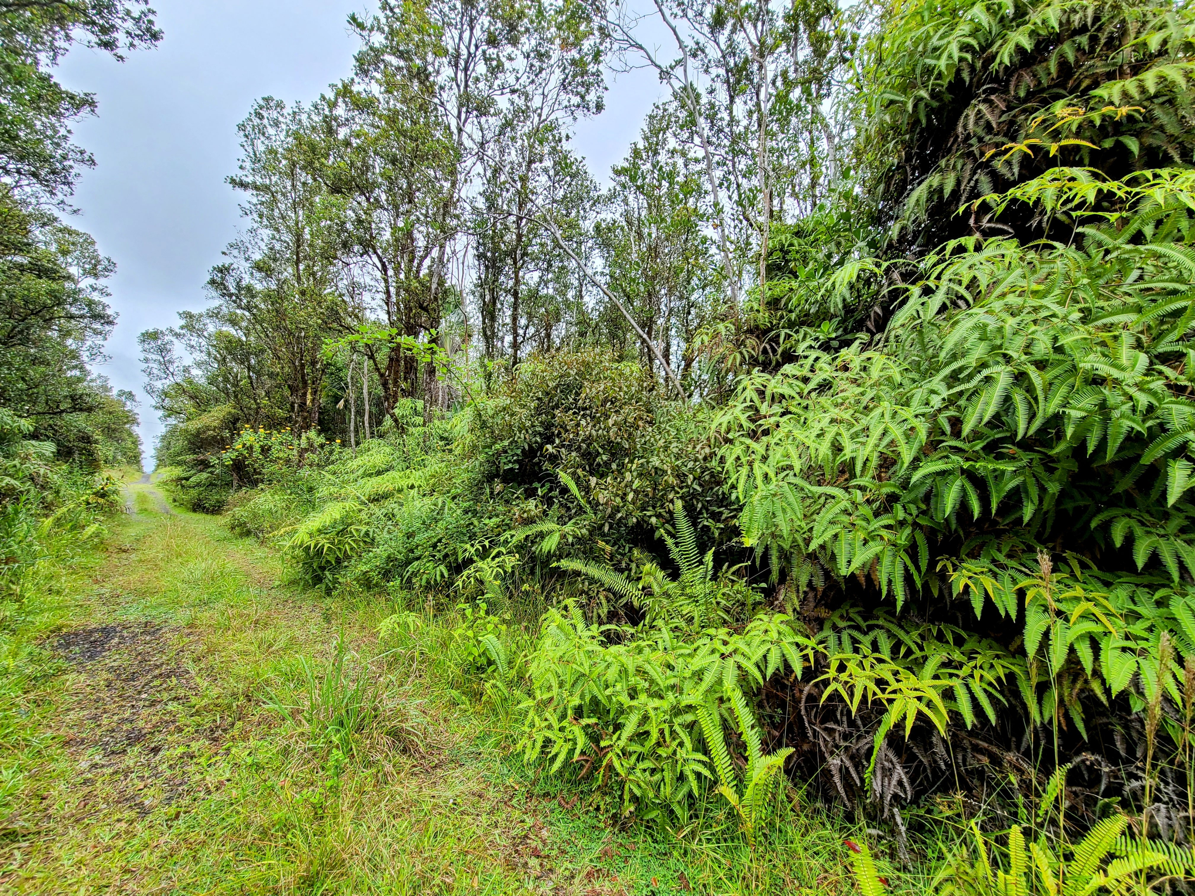 53 Ala Naulani Road Pahoa, HI 96778 - Photo 5 of 8 a view of a lush green forest