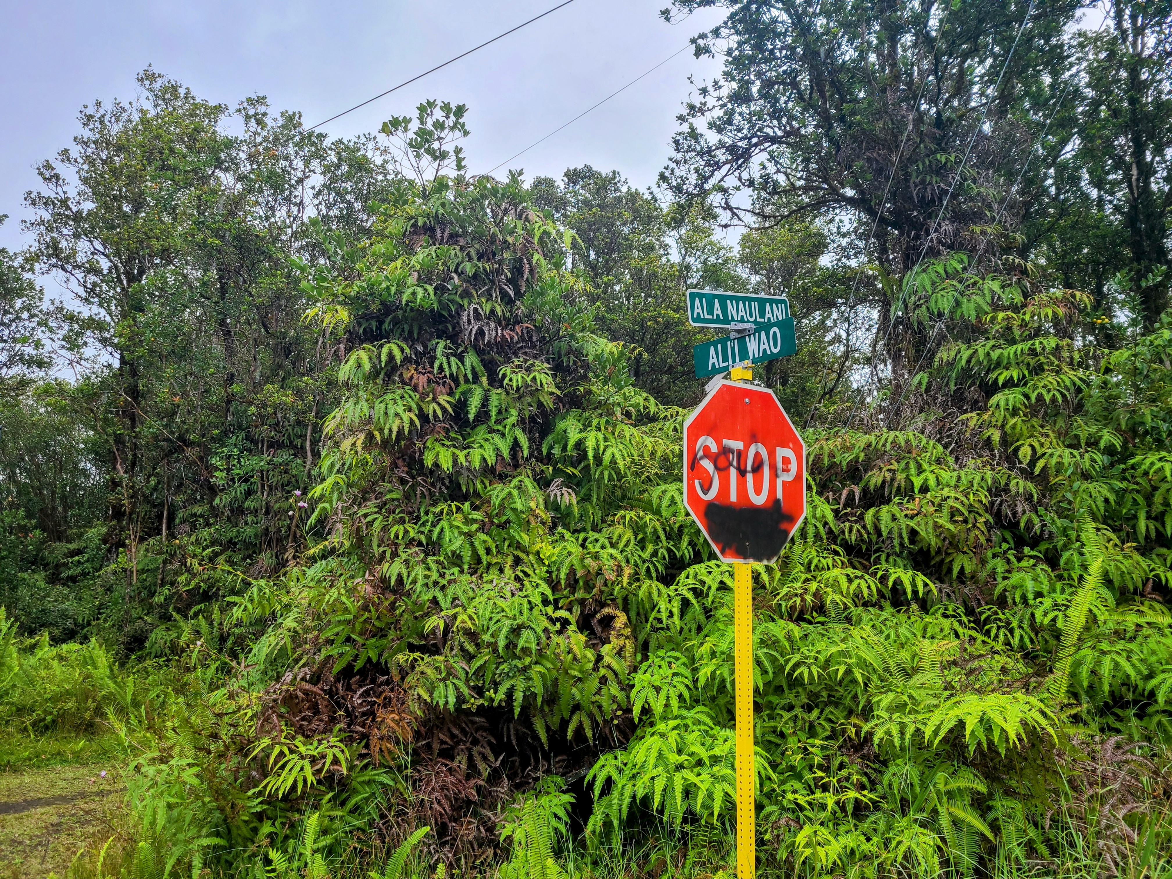 53 Ala Naulani Road Pahoa, HI 96778 - Photo 6 of 8 a view of a street sign under a large tree