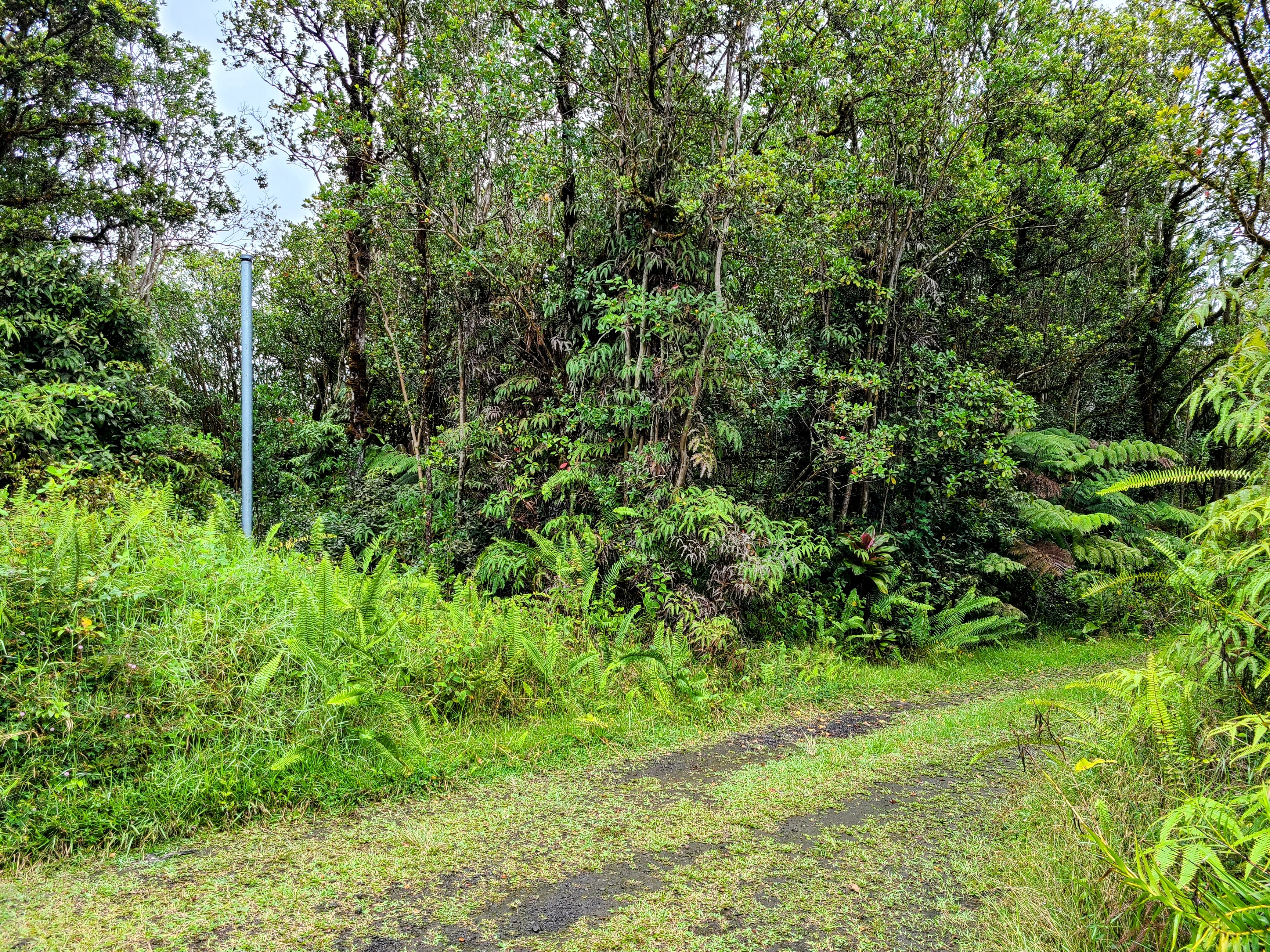 53 Ala Naulani Road Pahoa, HI 96778 - Photo 7 of 8 a view of a lush green forest