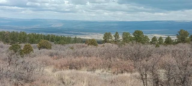 a view of a field with large trees