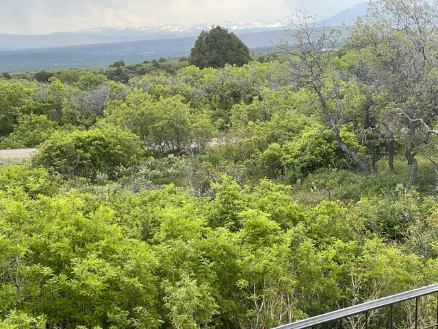 a view of a lush green field