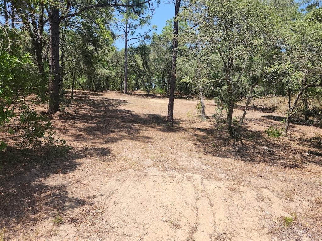 18 Southwest Pine Bluffs Road Dunnellon, FL 34431 - Photo 1 of 1 a view of a yard with large trees
