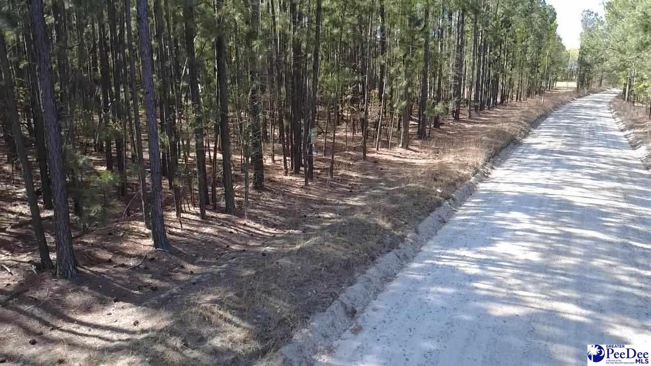 Tbd Tbd Freeman Road Bethune, SC 29009 - Photo 5 of 6 Gallery Image 5