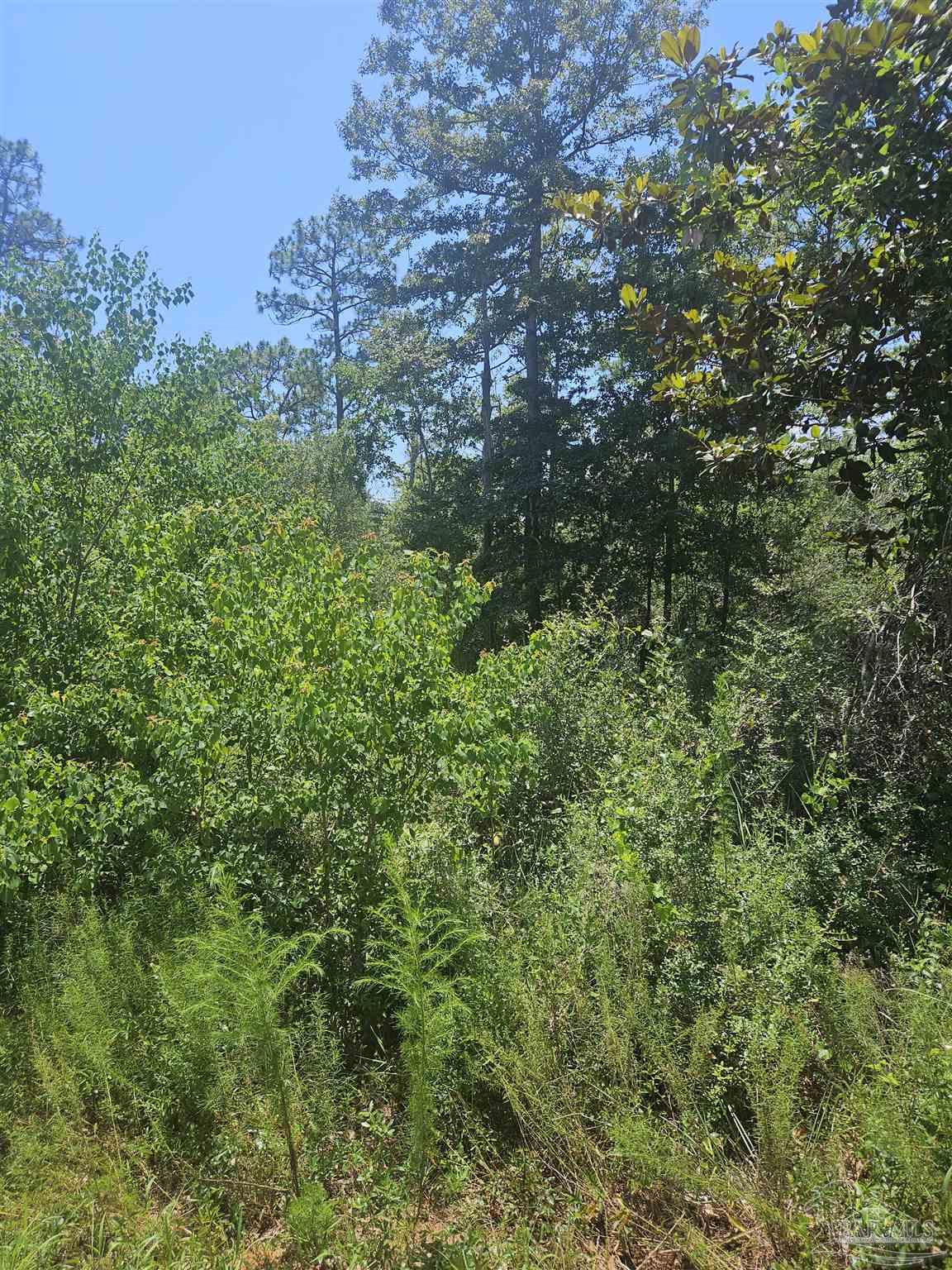 5159 Santa Monica Street Milton, FL 32583 - Photo 1 of 6 a view of a lush green forest