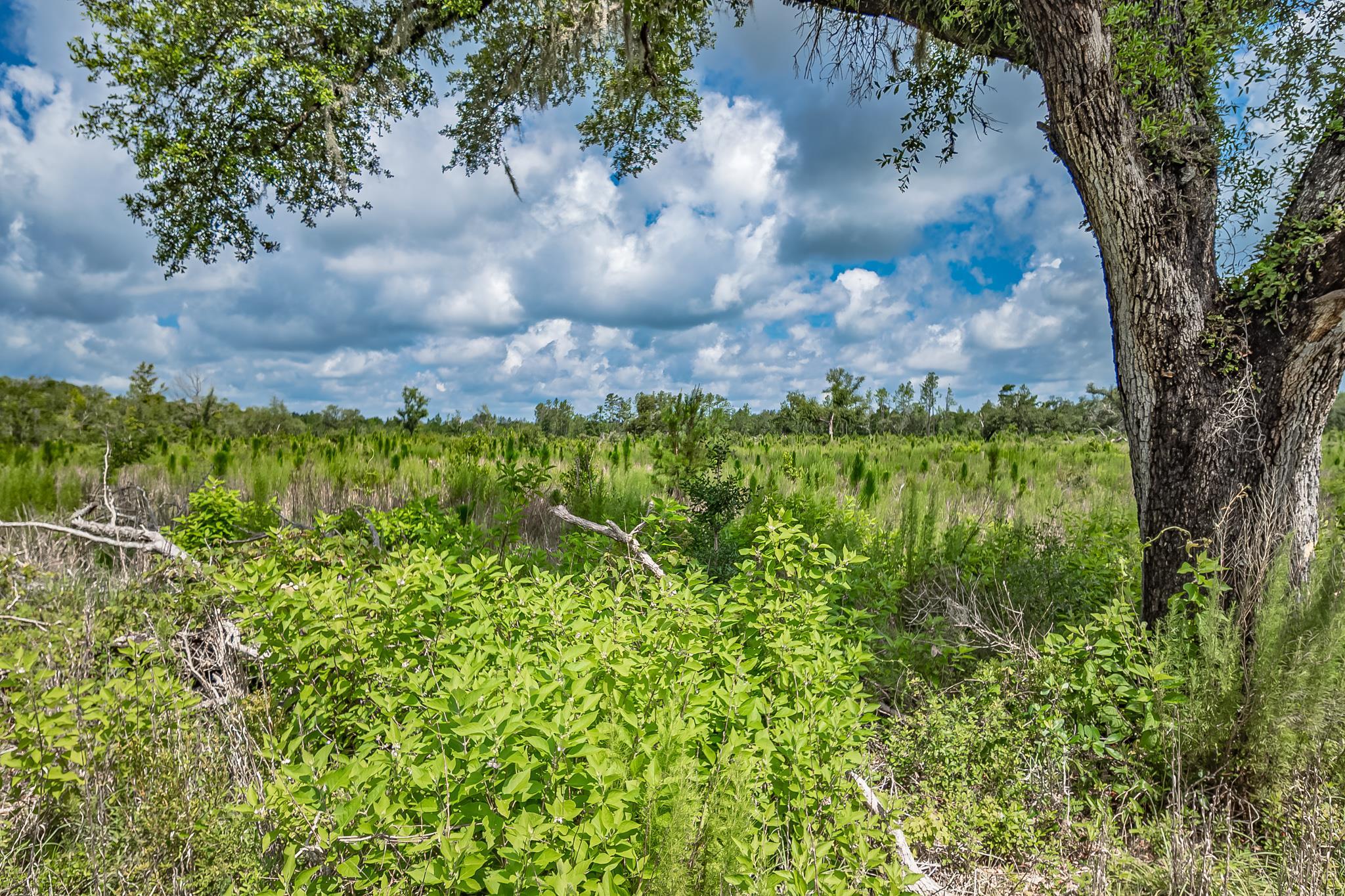 Xxx Northeast Hickory Grove Road Pinetta, FL 32350 - Photo 24 of 32