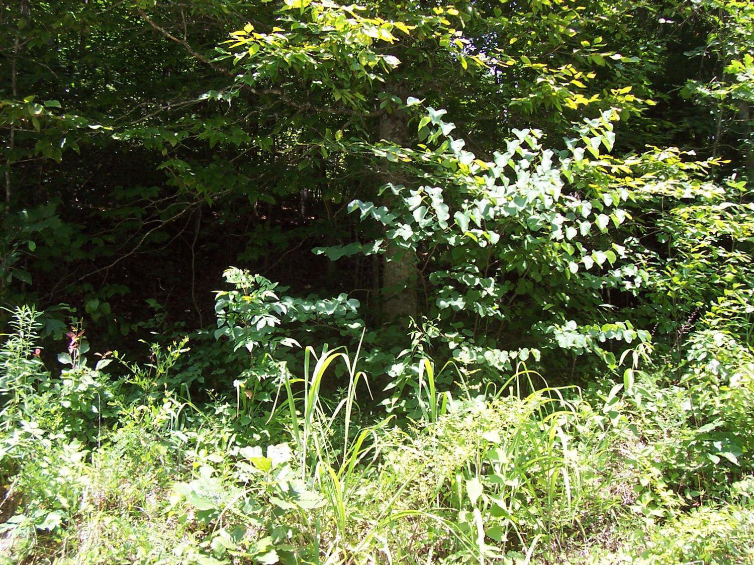 1 Fox Hollow Road Beattyville, KY 41311 - Photo 10 of 20 Photo 10