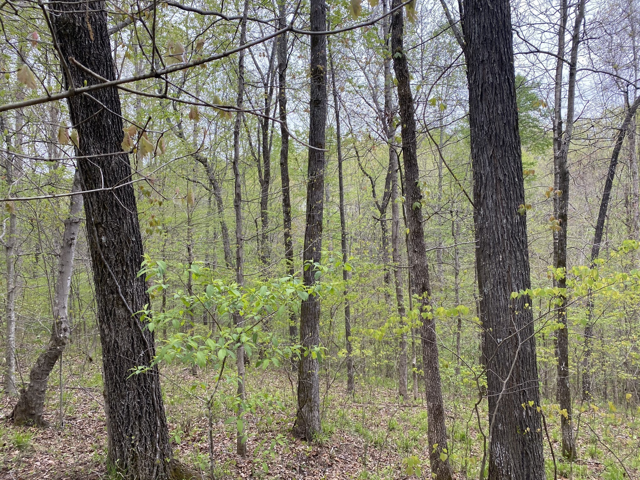 0 Eagle Loop Loretto, TN 38469 - Photo 4 of 7