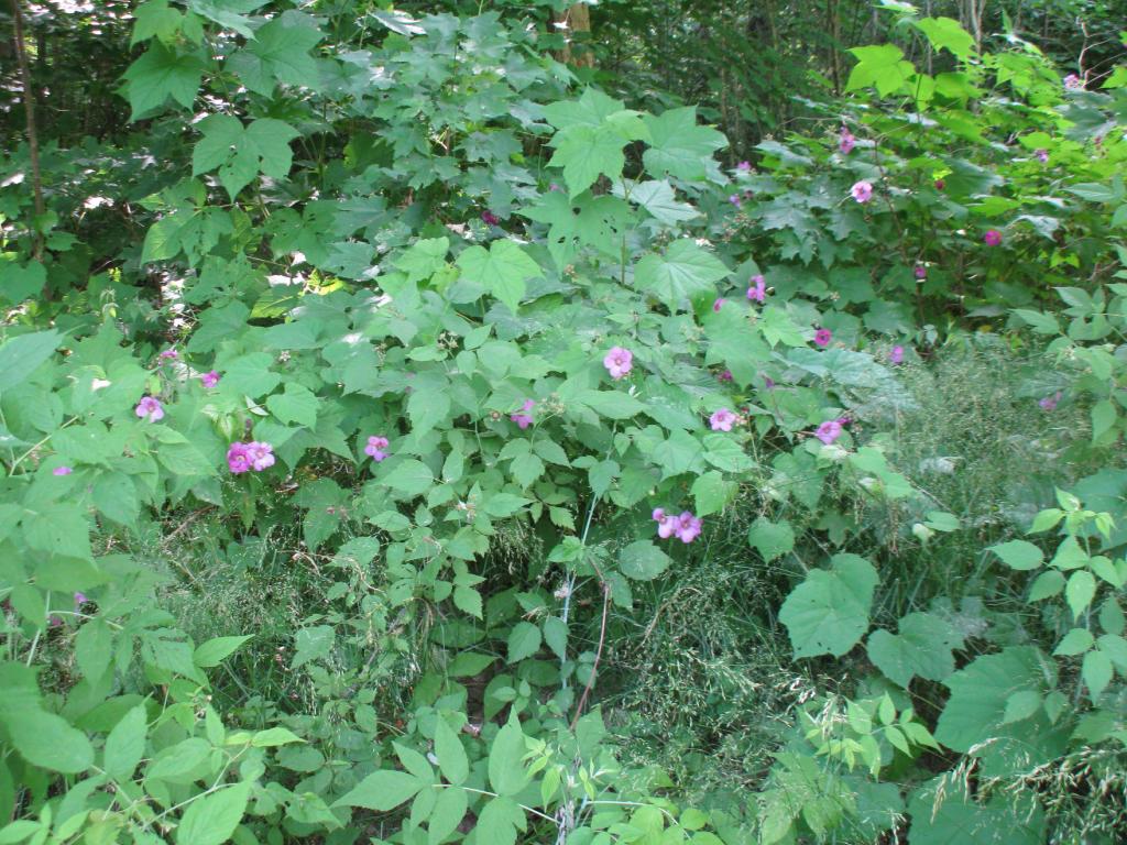 53 Orford Road Wentworth, NH 03282 - Photo 29 of 36 Gallery Image 29