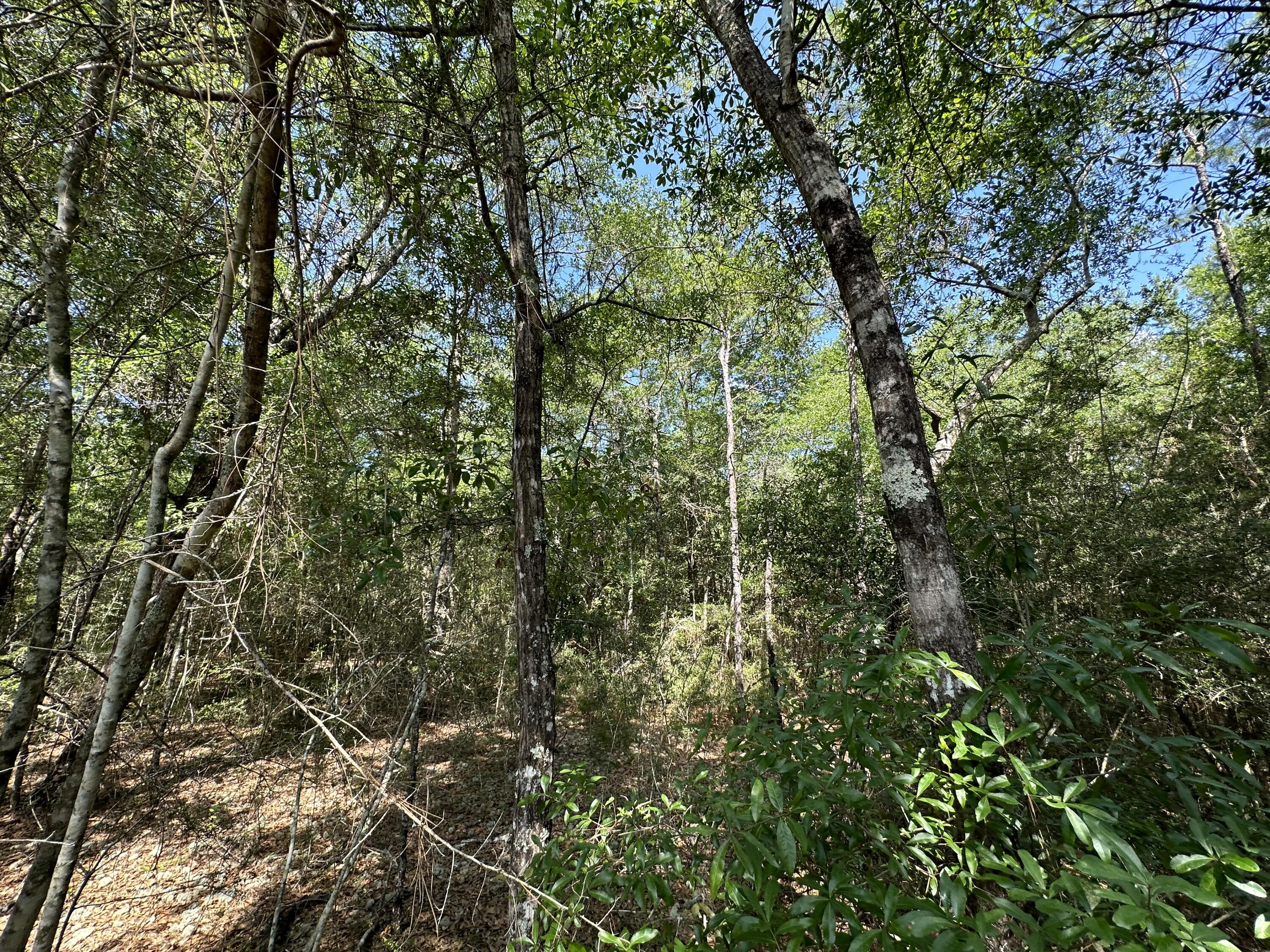5570 Mt Olive Road Crestview, FL 32539 - Photo 29 of 34 a view of a yard with a tree