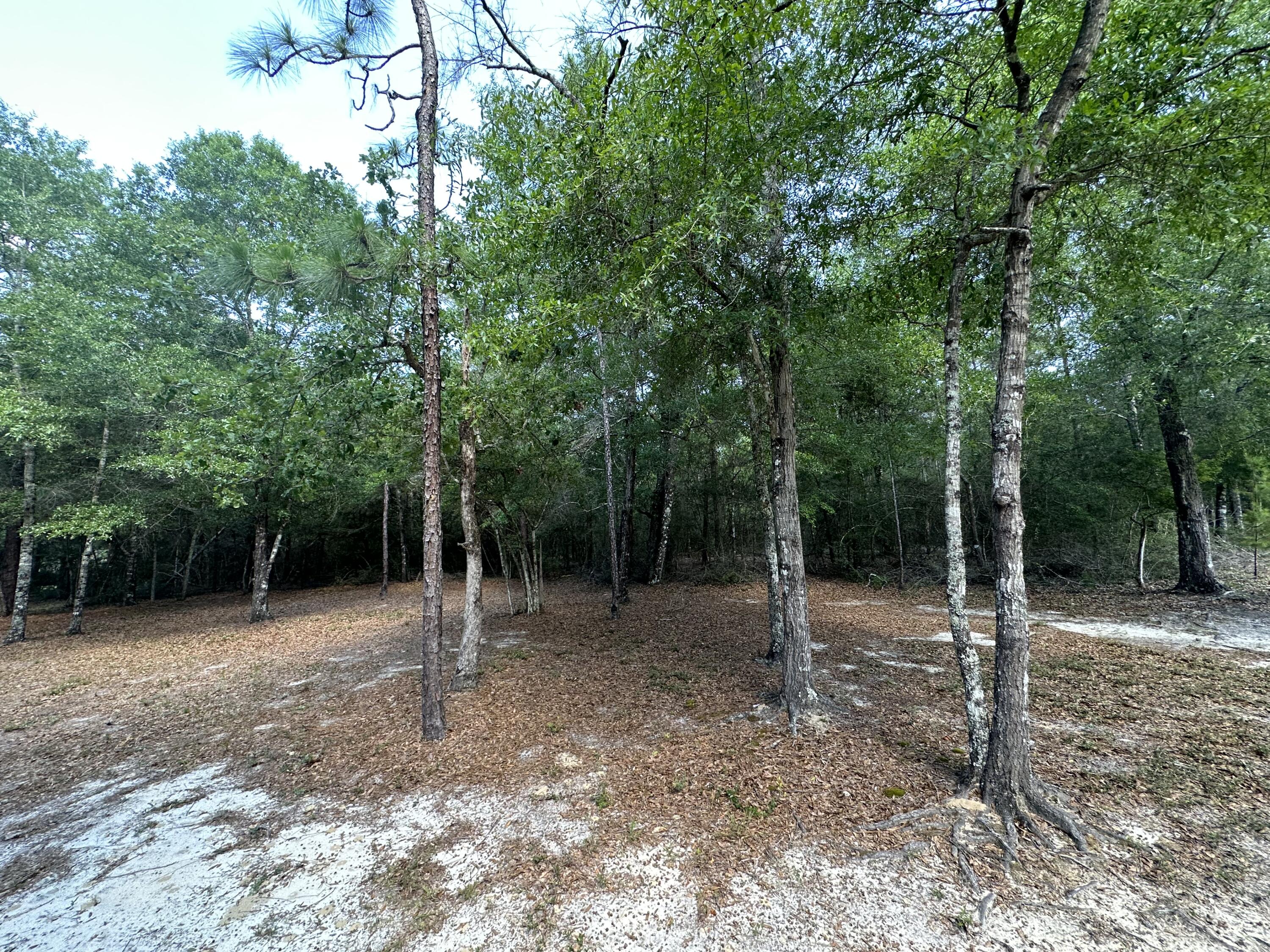 5570 Mt Olive Road Crestview, FL 32539 - Photo 30 of 34 a view of outdoor space with trees